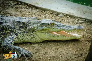 Davao Crocodile Park