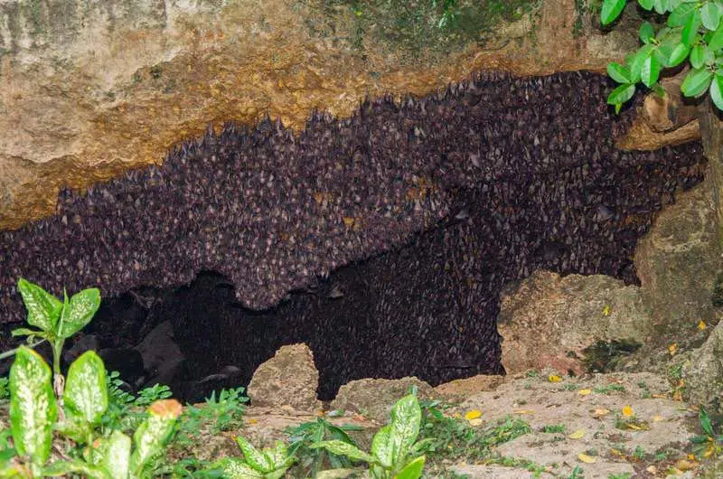 monfort-bat-cave-1