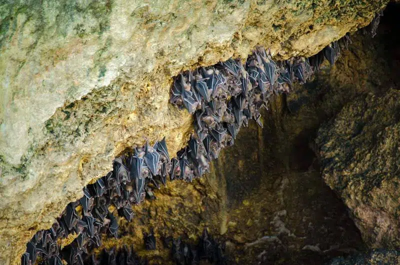monfort-bat-cave-5