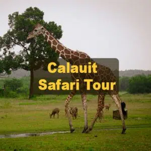 calauit day tour package