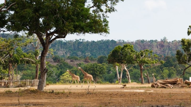 calauit safari park 2022